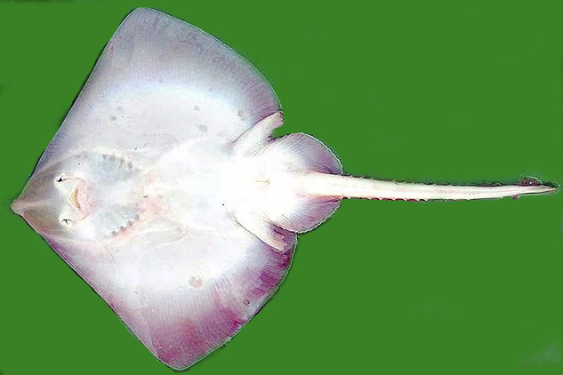 Raja miraletus_06.jpg